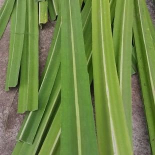 广西露兜树叶新鲜假菠萝叶子罗金堆野菠萝果粽子叶中药材包邮