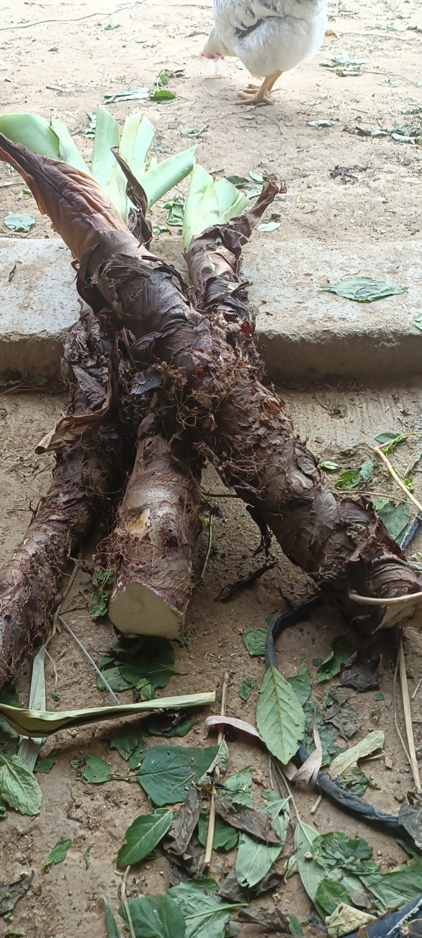 广西新鲜现采尖尾芋滴水观音老虎芋假海芋中草药种植苗500克包邮