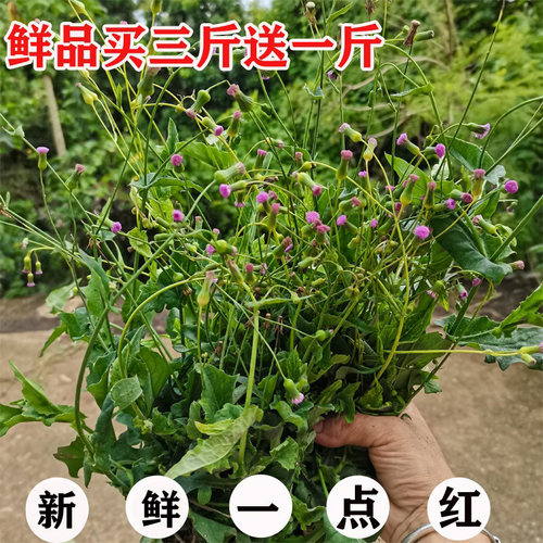 广西新鲜现采草药一点红草 叶下红、红背叶、羊蹄草 500克包邮
