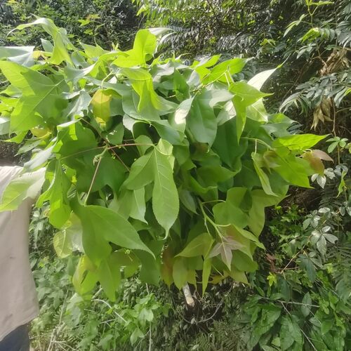 广西三角枫中草药黑色糯米饭材料枫树叶青枫叶孕妇月子洗澡500克