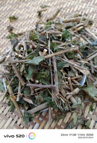 苦刺心白簕枝梗干品勒口菜干白刺三叶刺五加刺三加苦刺三加皮梗