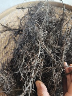 自晒海金沙根现挖金沙藤纯根中草药排化结石茶干货罗网藤500包邮