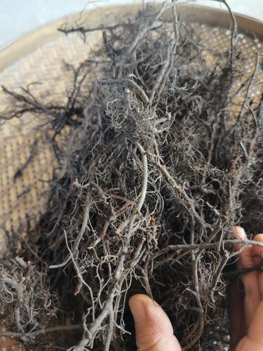 自晒海金沙根现挖金沙藤纯根中草药排化结石茶干货罗网藤500包邮