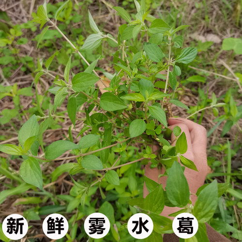 广西中草药包邮500克新鲜