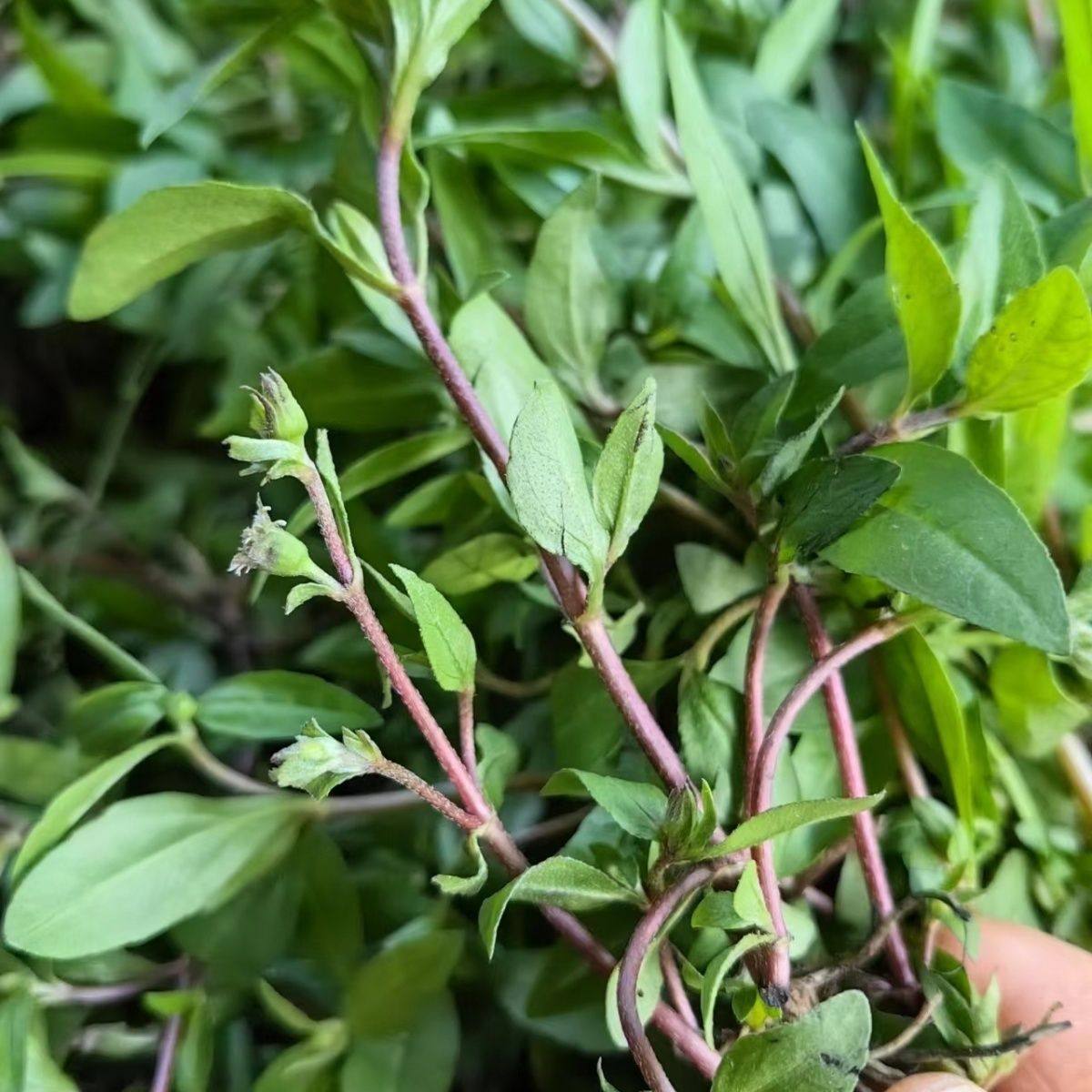 2斤装广西新鲜整株旱墨莲乌田草墨旱莲旱莲草墨水草包邮