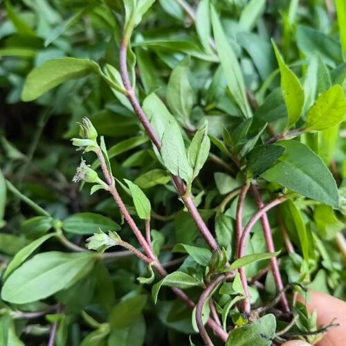 2斤装广西新鲜整株旱墨莲乌田草墨旱莲旱莲草墨水草包邮