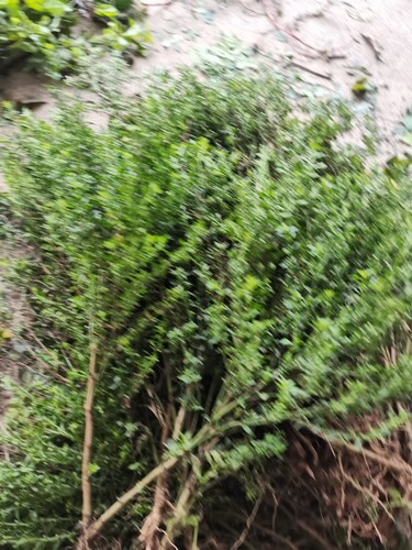 冰糖草新鲜深山原生节珠子草潮汕野甘草白糖米碎皮肤湿热疹中草药