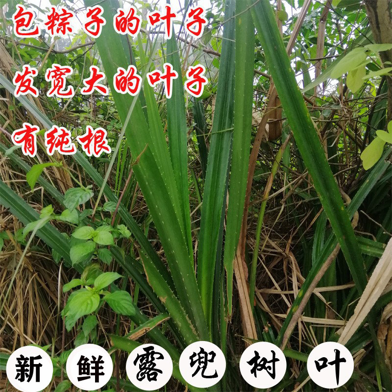 20片露兜树叶新鲜假菠萝叶子罗金堆野菠萝中药材粽子叶包邮