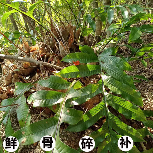 广西中草药深山现采骨碎补包邮