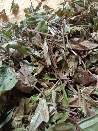 广西自晒500克农家葫芦茶整株新鲜晒干田刀柄咸鱼草金剑草