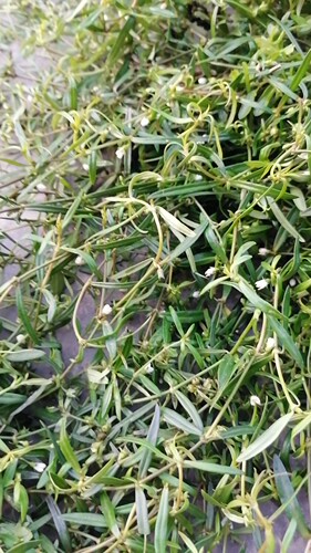 广西新鲜白花蛇舌草现采百花蛇舌草中草药500克包邮