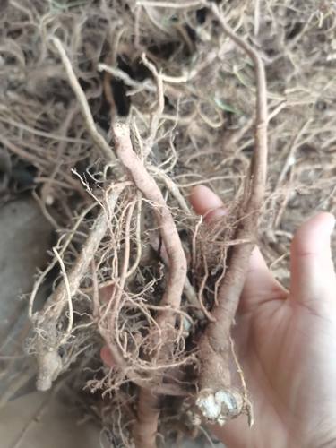 含羞草根现挖新鲜红茎怕羞草根中草药感应草根纯根500克包邮