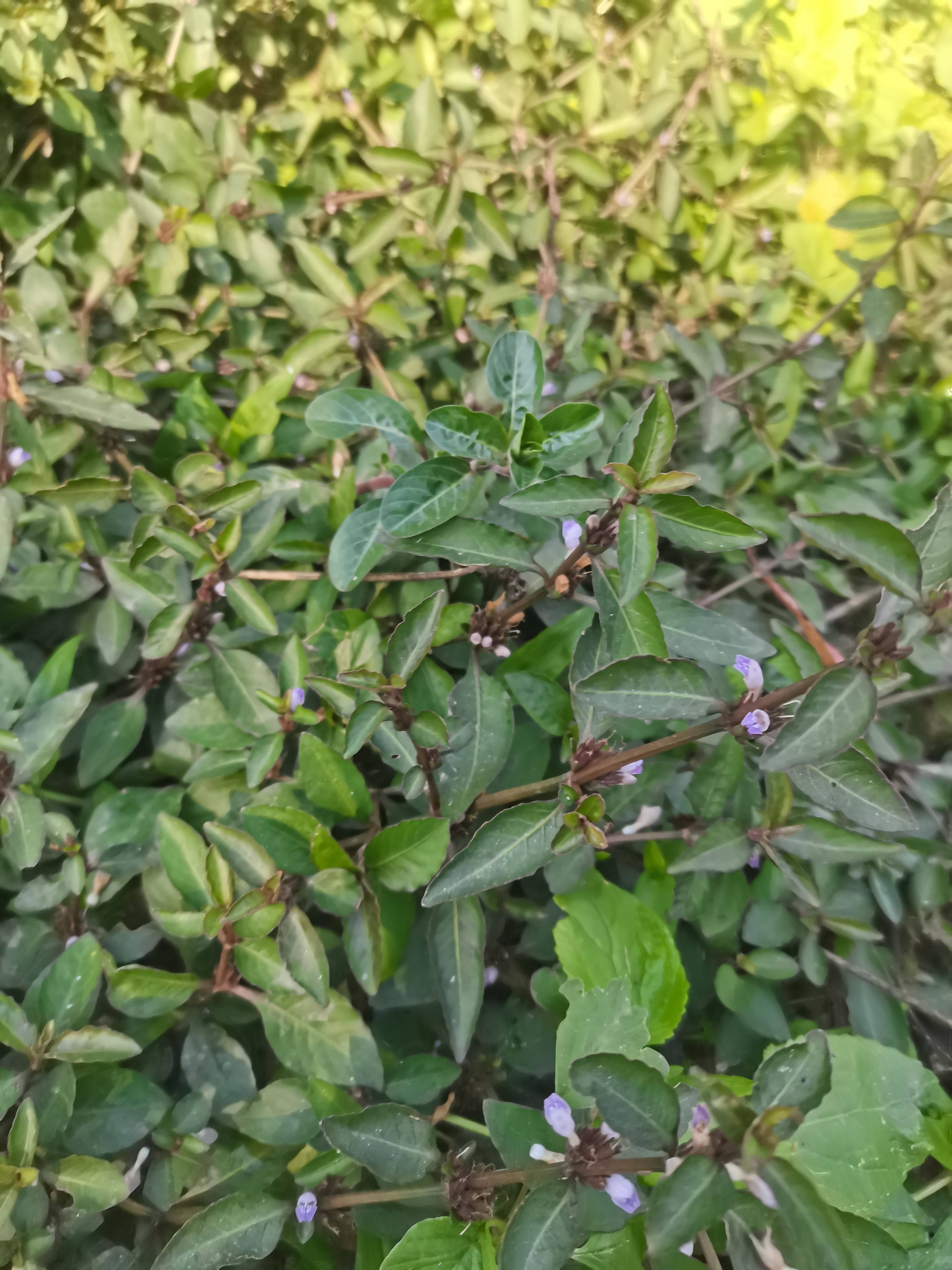 广西 新鲜水蓑衣 大青草青泽兰 中草药九节花节节同节上花穿心蛇