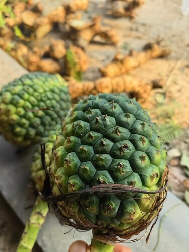 现摘假菠萝果罗金堆果叶子新鲜