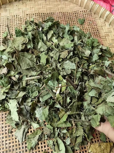 新晒乌桕枝叶乌桕枝叶卷子叶蜡子树油子树叶桕子树木子树干品