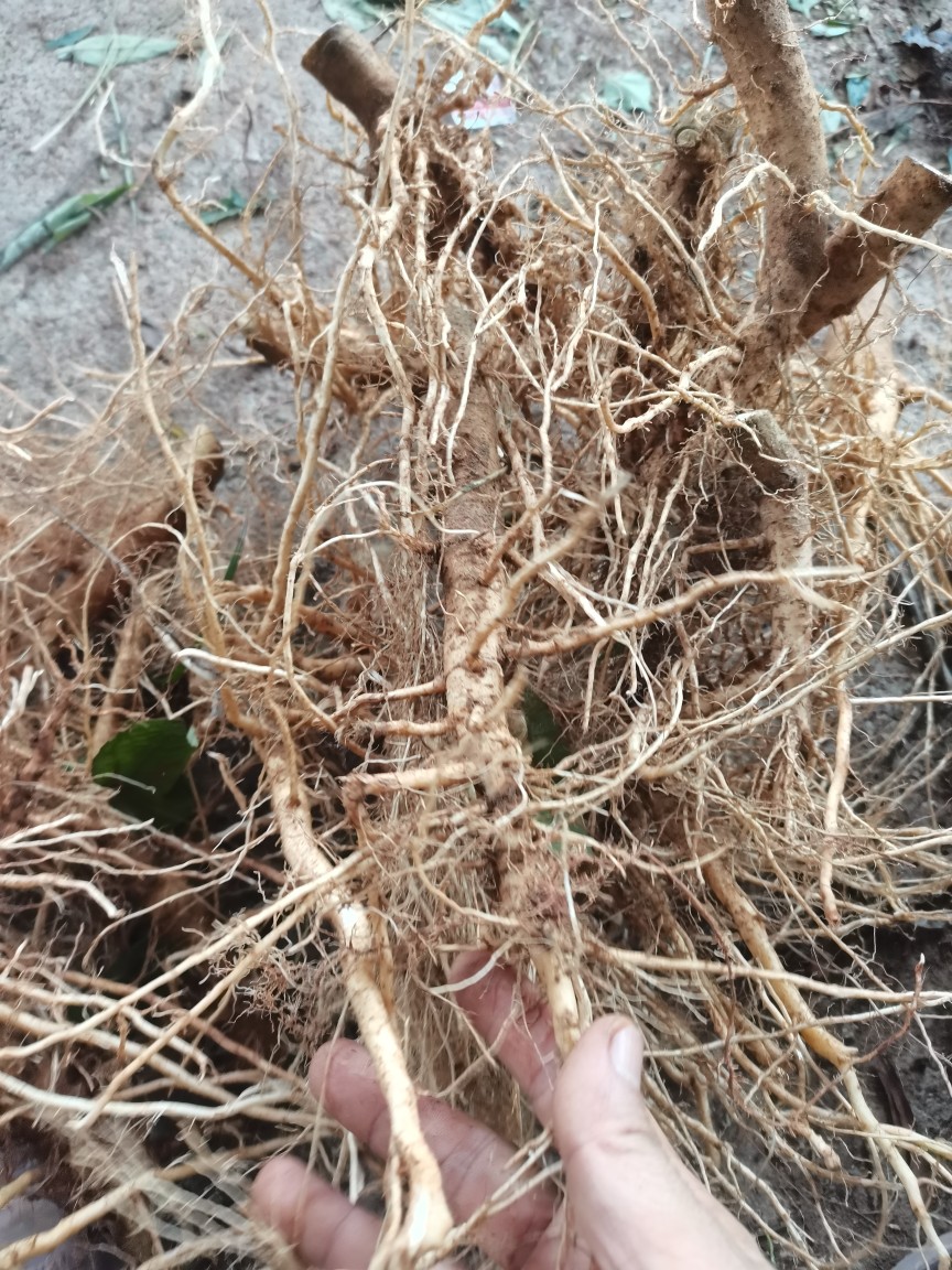 地桃花全草拦路虎八卦根肖梵天花三脚破中草药500克包邮