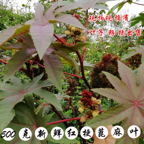 500克新鲜红杆叶子包邮蓖麻