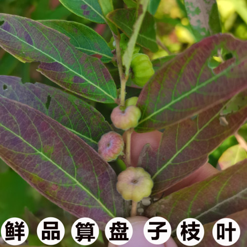 新鲜现采中药材算盘子枝叶野南瓜根馒头果枝叶 算盘珠漆大姑5OO克