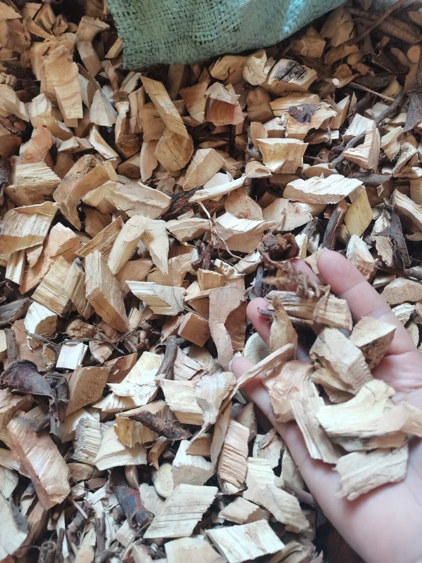 广西农家自晒白背叶根干品白小娘纯根新鲜帽顶树白膜白朴500g包邮