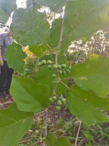广西现采新鲜水茄刺茄 山颠茄 中草药材金纽扣 整棵全草500克包邮