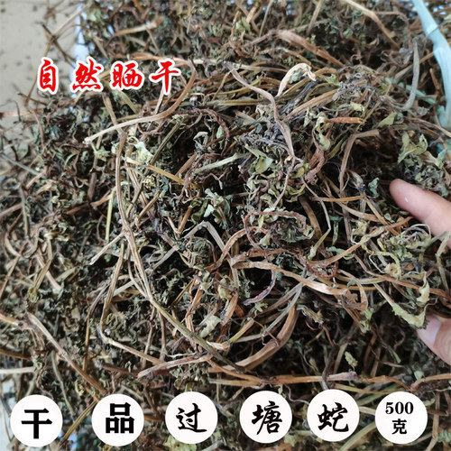 新鲜过塘蛇中草药材包邮
