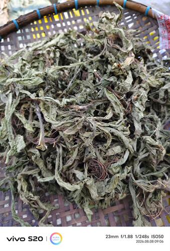 广西野生地胆草全草新晒坐地娘农家自晒无硫红花地胆头苦地胆干货