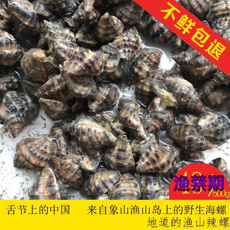 象山石浦鲜活辣螺500g东海渔山野生辣螺海鲜海螺宁波苦螺荔枝螺