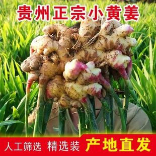 包邮 本地小黄姜正宗食用姜种贵州册亨坡妹带泥新姜嫩生姜新鲜全国