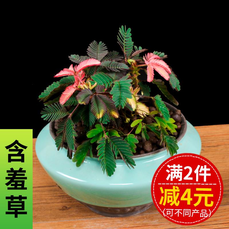 植物害羞花卉彩叶含羞草迷你火焰含羞草阳台草庭院盆栽害羞