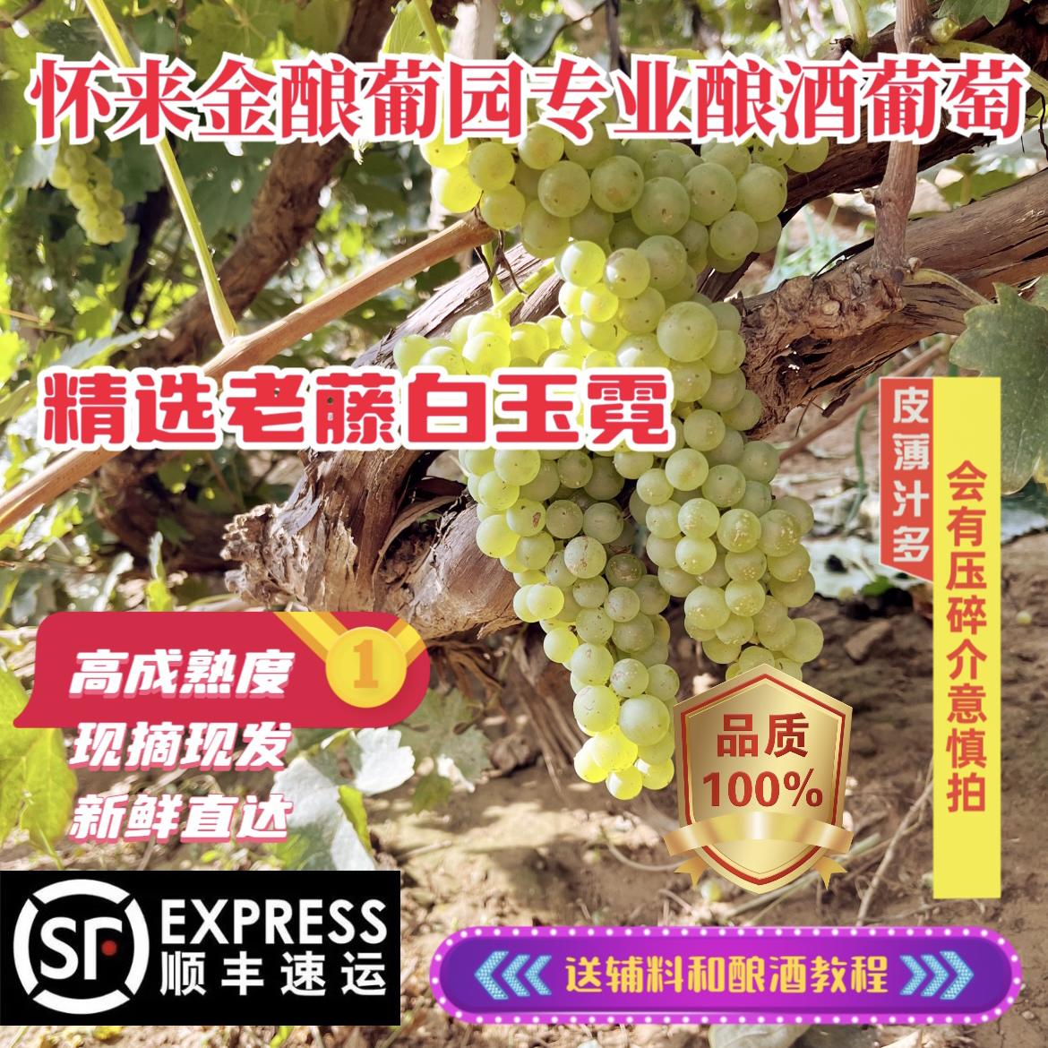 老藤白玉霓20斤现摘直达酿酒葡萄