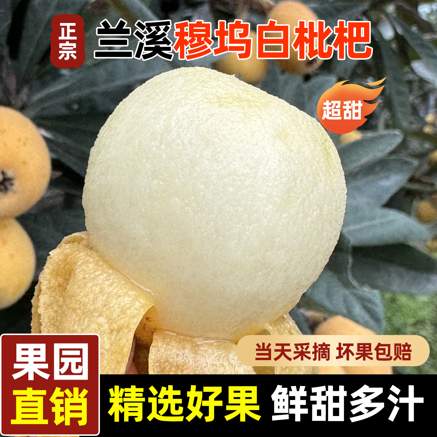 正宗兰溪穆坞白枇杷鲜果新鲜白玉枇杷白沙琵琶孕妇水果当季礼盒