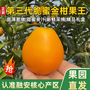正宗广西融安脆蜜金桔第三代脆蜜金柑鲜果新鲜特大果独立包装礼盒