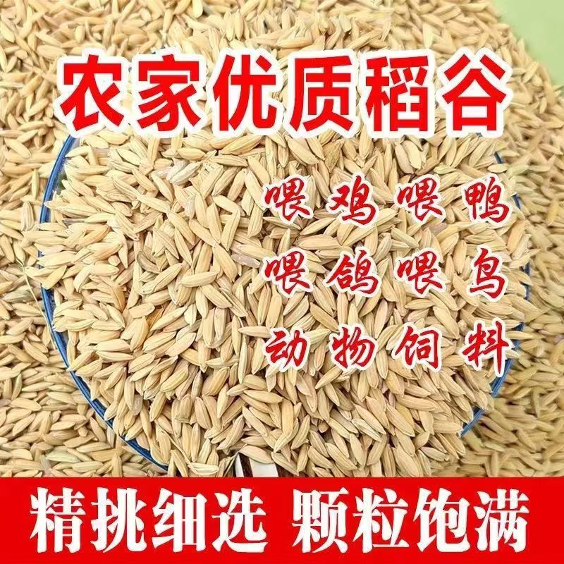 农家稻谷带壳谷子水稻稻子带壳粮食喂鸡鸭鹅鸽鸟仓鼠宠物饲料包邮