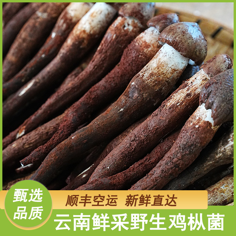 2025现货速发云南野生鲜采鸡枞菌