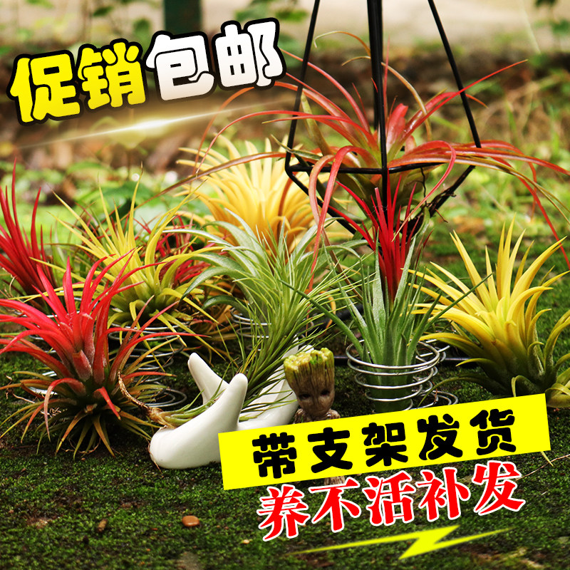 空气凤梨精灵组合植物花无土绿植办公室桌面新奇盆栽净化空气包邮