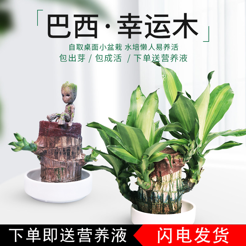 巴西木格鲁特水养幸运木水培花卉室内阳台办公桌四季常青盆栽绿植