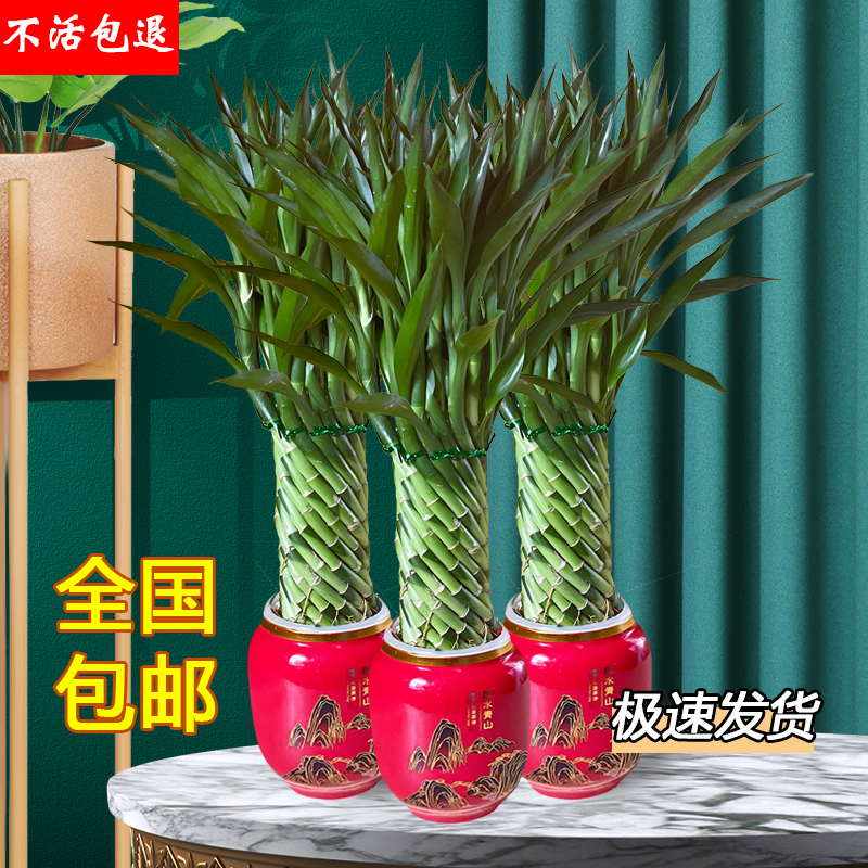 富贵竹室内吸甲醛净化空气