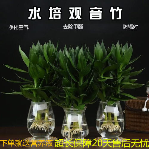 观音竹水培绿植盆栽水养植物室内