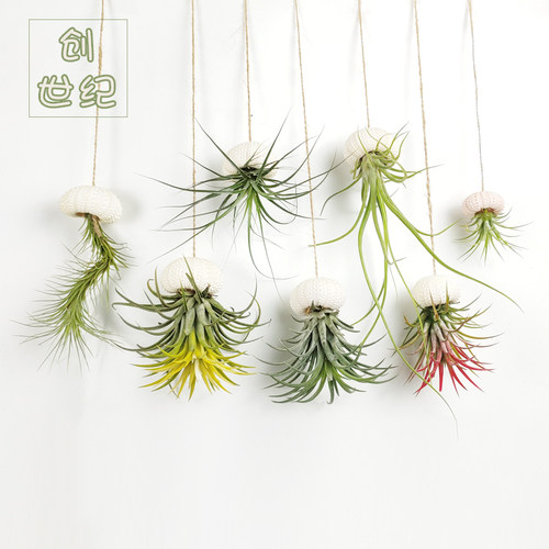 空气凤梨壁挂盆栽无土橱窗背景