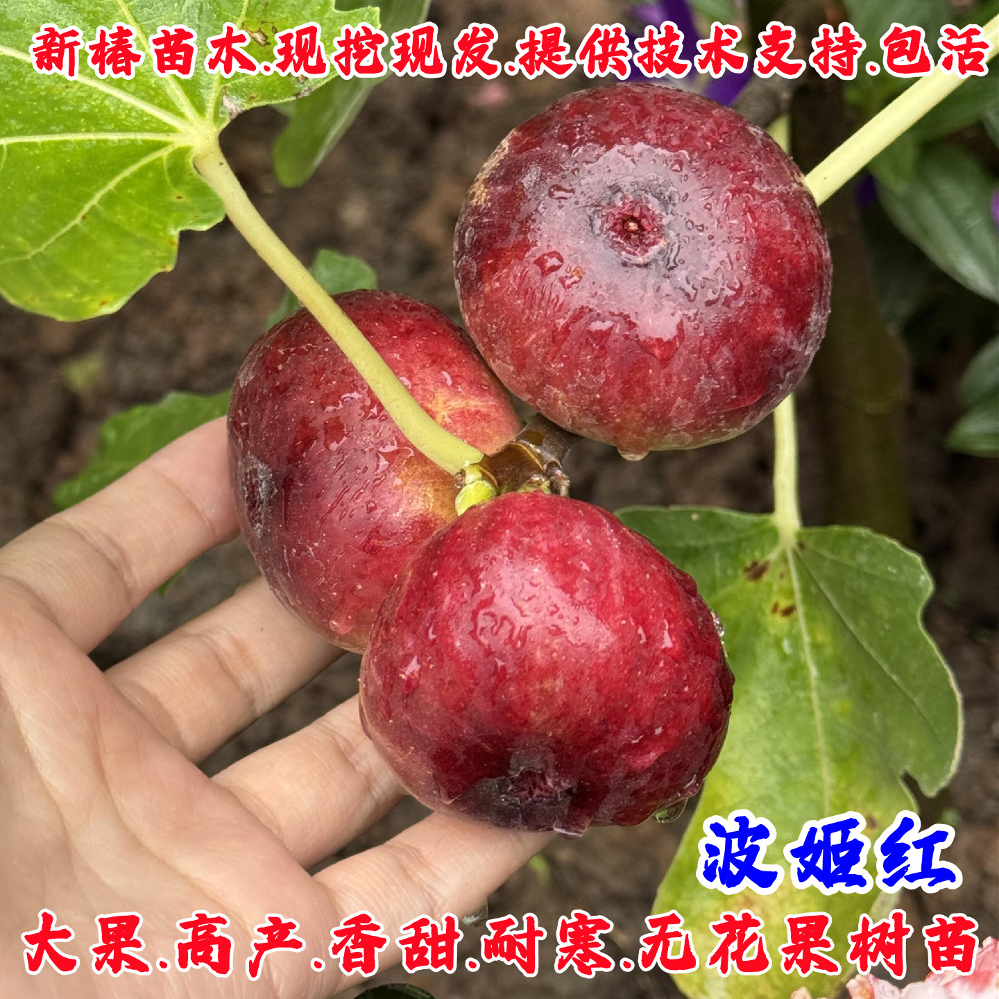 耐寒特大波姬红无花果苗阳台盆栽地栽香甜无花果树苗南方北方种植