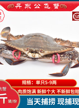 丹东野生大飞蟹梭子蟹满膏满肉