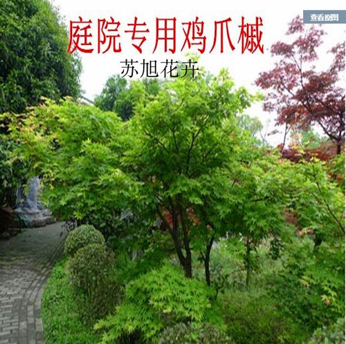 鸡爪枫庭院盆景绿化苗木