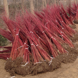 红瑞木树苗红杆麻球红柳枝条绿化苗木红柳枝户外庭院植物绿化苗
