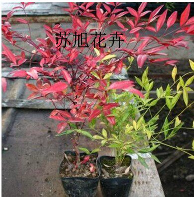南天竹庭院植物观叶盆景绿化苗木