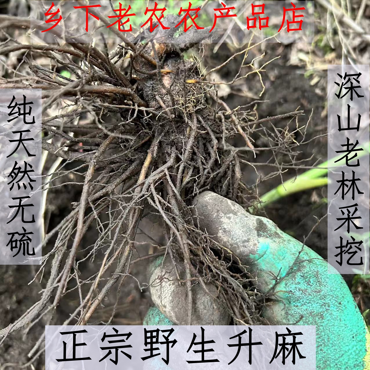 正宗山货升麻甘肃原产地中药材干货无硫散装甘肃三宝黄芪当归党参