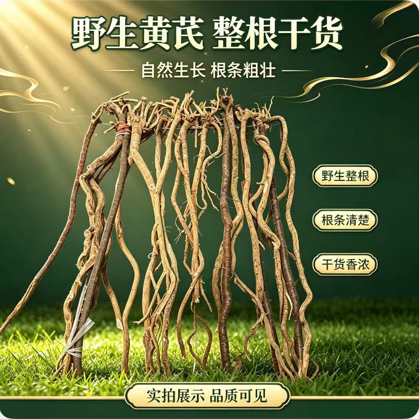 岷野黄芪野生黄芪整根干货自然生长根条粗壮干货香浓整颗野生黄芪