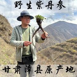 甘肃野生丹参整颗500g野外采挖无硫高原紫丹参正宗纯野生丹参片