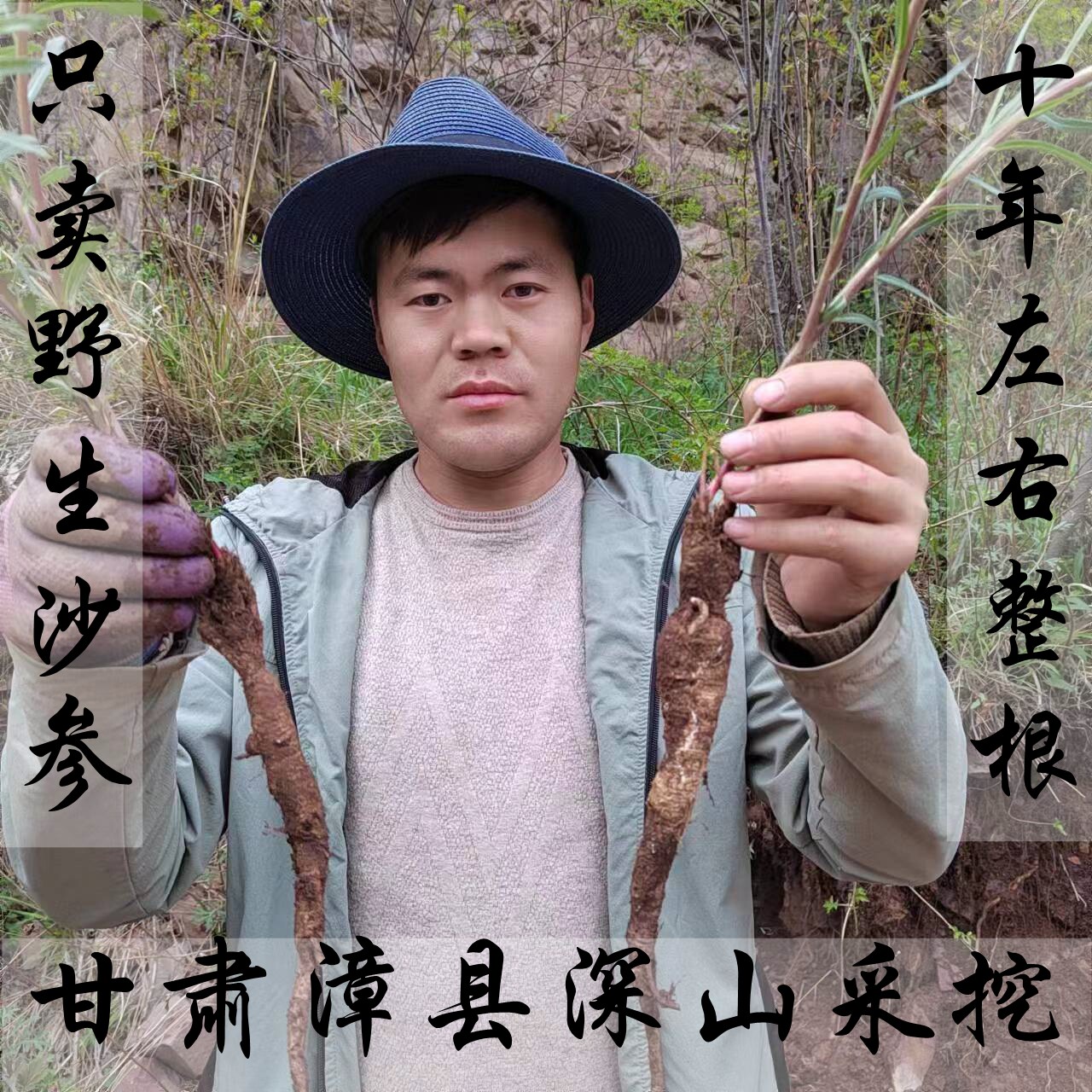 纯野生沙参 甘肃漳县野生泡参500g包邮+运费险 深山南沙参