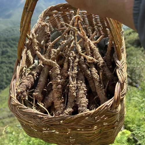 正宗纯野生党参500g小条干货 农村老人深山采挖 野党参