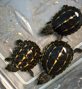 精品果核龟苗小苗 活体龟 观赏龟 水龟 迷你型 精品蛋龟 宠物龟